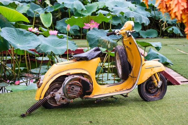 Fleurs de lotus à Hanoi, Vietnam — Photo