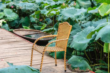 Lotus çiçekleri, Hanoi, Vietnam