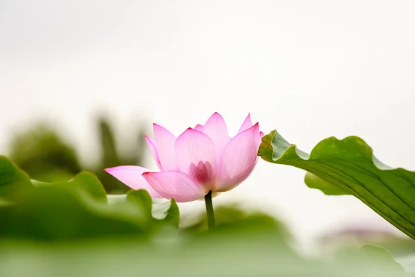 Flor de lótus — Fotografia de Stock