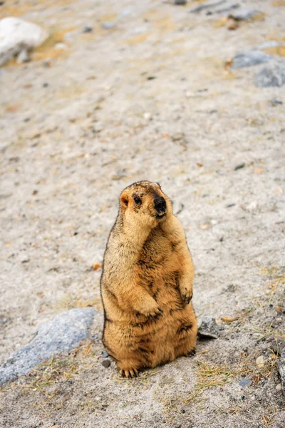 Marmot en la India — Foto de Stock