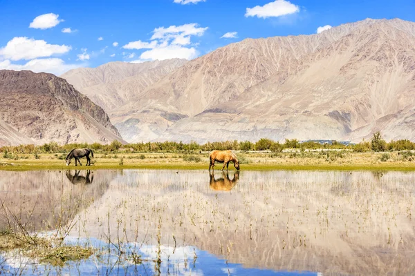 Horse on pond — Stock Photo, Image