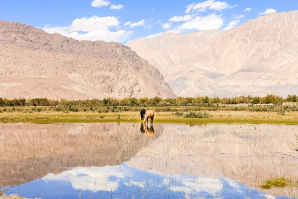 Horse on pond — Stock Photo, Image