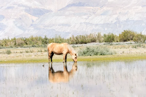 Koně na rybníku — Stock fotografie