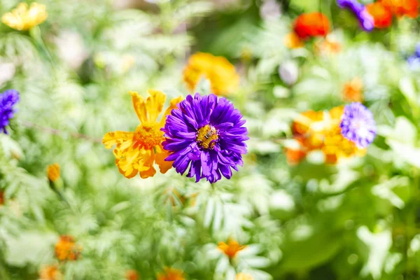 Blommorna i trädgården — Stockfoto