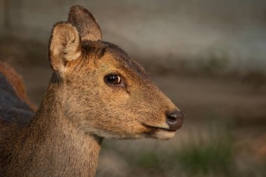 Thung Kramang Vahşi Yaşam Sığınağı 'ndaki doğal geyik, Chaiyaphum Eyaleti, Tayland