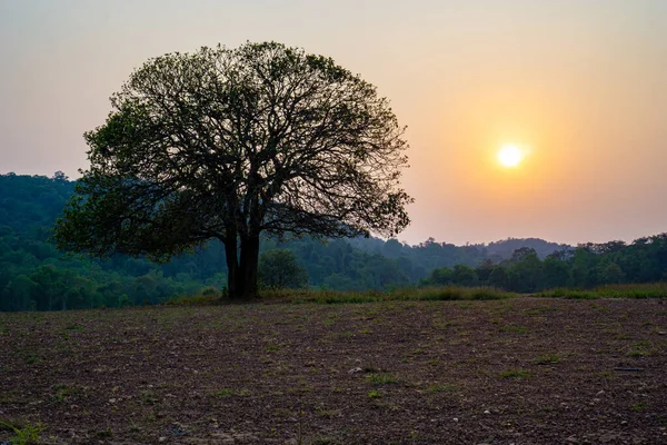 Pôr Sol Atrás Uma Grande Árvore Santuário Vida Selvagem Thung — Fotografia de Stock