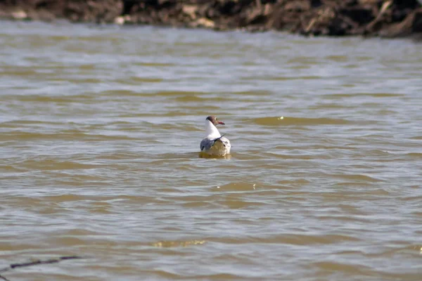 Brown Headed Gull Floats Aquaculture Pond Samut Sakhon Thailand — Stock Photo, Image