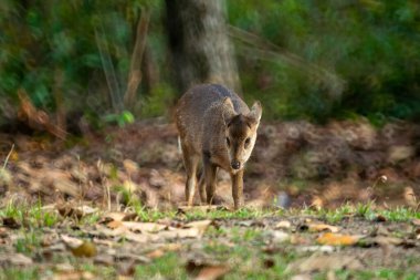 Thung Kramang Vahşi Yaşam Sığınağı 'ndaki doğal geyik, Chaiyaphum Eyaleti, Tayland
