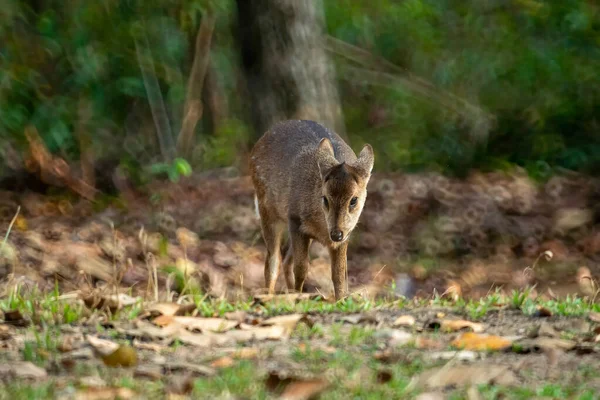 Natural Deer Thung Kramang Wildlife Sanctuary Chaiyaphum Province Thailand — Stock Photo, Image