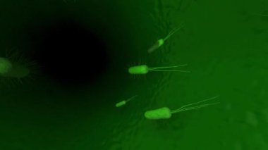 3D mikroskop virüsü. Bakteriler yaklaşıyor. Canlandırma döngüsü 1 dakika. Tıbbi panoramik arkaplan.