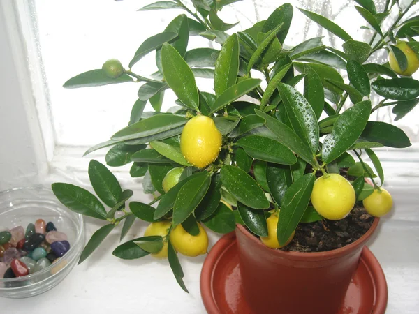 Красивий маленький лимони Стокове Зображення