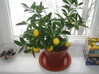 Güzel küçük limon