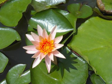 Şeftali rengi nilüfer