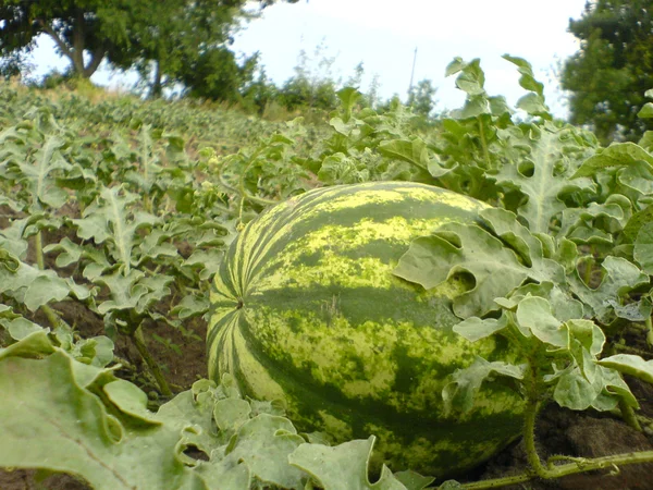 Riesige Wassermelonenpflanze — Stockfoto