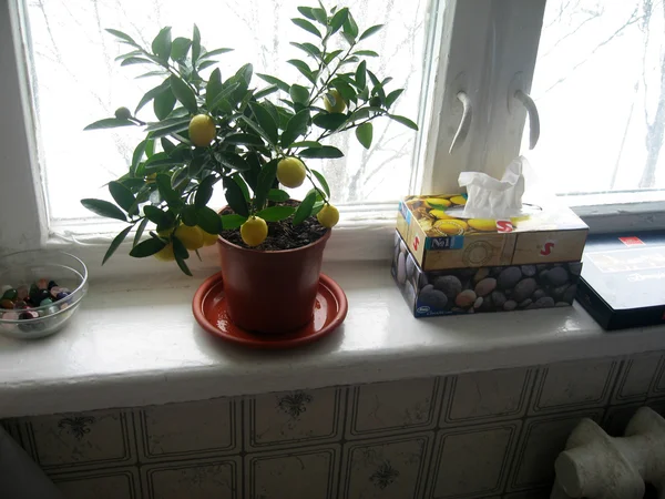 Beautiful Little Lemons — Stock Photo, Image