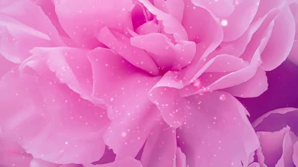 美丽的粉红玫瑰闪闪发光 — 图库视频影像