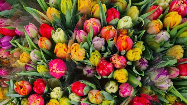 Тюльпаны Красивые Красочные Цветы Тюльпан Лицензионные Стоковые Фото