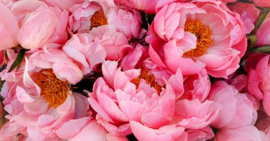 Güzel pembe çiçekler yakın