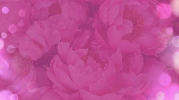 牡丹花瓣粉红玫瑰花 — 图库照片