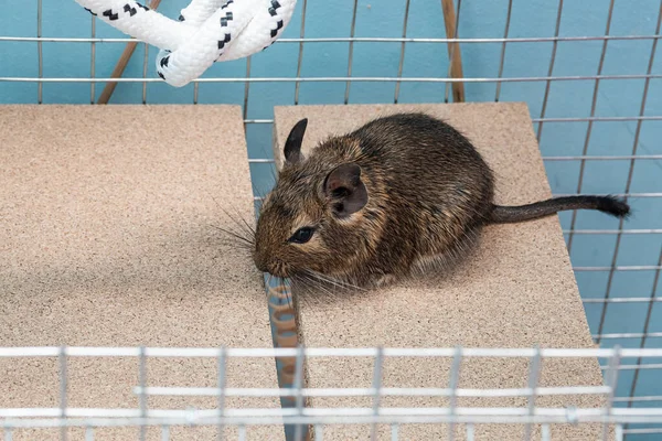 Little cute gray mouse Degu close-up. The common degu is a small hystricomorpha rodent endemic from Chile. Degu in cage captivity