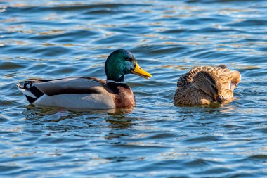 Tuna Nehri üzerinde Mallard ördeği (ana platyrhynchos). 