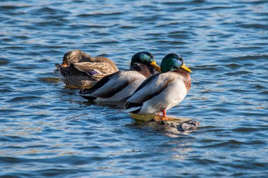 Mallard ördekleri (anas platyrhynchos) Tuna Nehri üzerinde. 