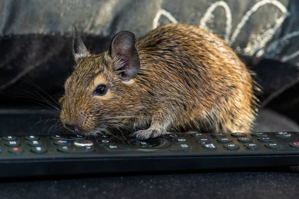 Little cute gray mouse Degu close-up. Exotic animal for domestic life. The common degu is a small hystricomorpha rodent endemic from Chile. The pet is playing with the remote control