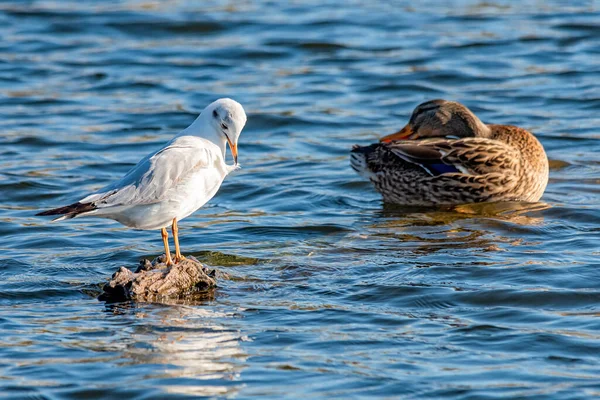 Anka Och Mås Vid Donau — Stockfoto