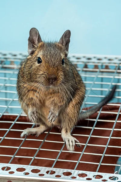 Petite Souris Grise Mignonne Degu Gros Plan Animal Exotique Pour — Photo