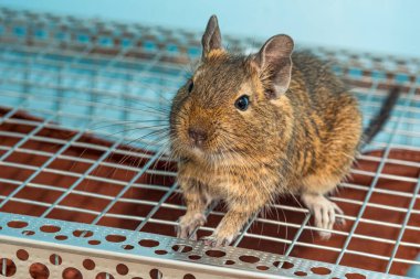 Küçük şirin gri fare Degu yakın plan. Ev hayatı için egzotik bir hayvan. Genel degu, Şili 'den gelen küçük bir histrikomorfin kemirgenidir.. 