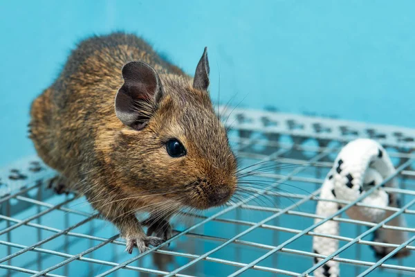 Petite Souris Grise Mignonne Degu Gros Plan Animal Exotique Pour — Photo