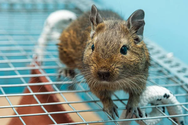 Petite Souris Grise Mignonne Degu Gros Plan Animal Exotique Pour — Photo