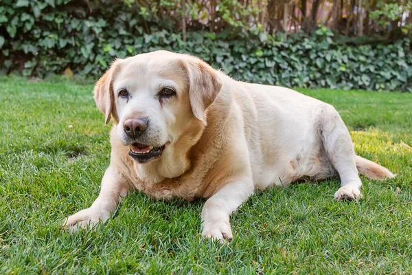 Golden Labrador retriever. Portrait of a sweet dog. A dog enjoying