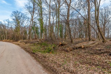 Kesilmiş ağaçlar. Ormanların yok edilmesi konsepti. Ormanı kestikten sonra kütükler, kütükler ve ağaç dalları. Ormanların tahrip edilmesi, ölü ağaçların ve ormanın yok olması 