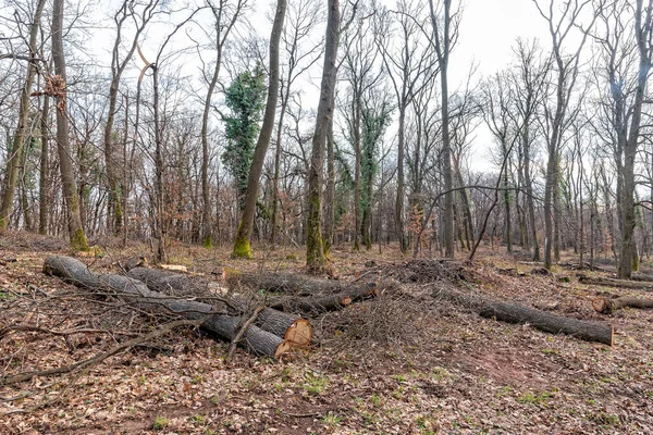 Felled trees. Deforestation concept. Stumps, logs and branches of tree after cutting down forest. Deforestation, dead trees and forest dieback