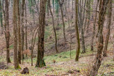 Kesilmiş ağaçlar. Ormanların yok edilmesi konsepti. Ormanı kestikten sonra kütükler, kütükler ve ağaç dalları. Ormanların yok olması, ölü ağaçlar ve orman yok olması. Sırbistan 'da Fruka Gora' da Ormanların Yok Olması
