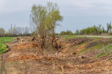 Sırbistan 'da doğal bitkilerin yasadışı olarak yok edildiği bir alan. İnsanlar tarafından ağaçların tahrip edilmesi