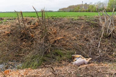 Sırbistan 'da doğal bitkilerin yasadışı olarak yok edildiği bir alan. İnsanlar tarafından ağaçların tahrip edilmesi