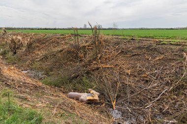 Sırbistan 'da doğal bitkilerin yasadışı olarak yok edildiği bir alan. İnsanlar tarafından ağaçların tahrip edilmesi