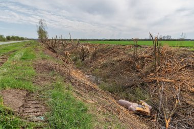 Sırbistan 'da doğal bitkilerin yasadışı olarak yok edildiği bir alan. İnsanlar tarafından ağaçların tahrip edilmesi
