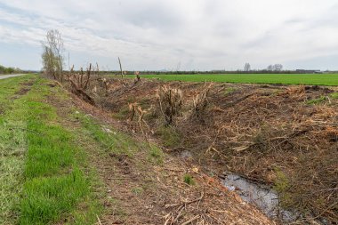 Sırbistan 'da doğal bitkilerin yasadışı olarak yok edildiği bir alan. İnsanlar tarafından ağaçların tahrip edilmesi