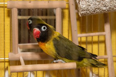 Evcil hayvan olarak papağan. Kafeste aynalı bir papağan. Kafesinde renkli tüyleri olan güzel bir muhabbet kuşu