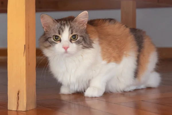 Three Color Cat Kucing Berbulu Yang Lucu Rumah Yang Nyaman — Stok Foto