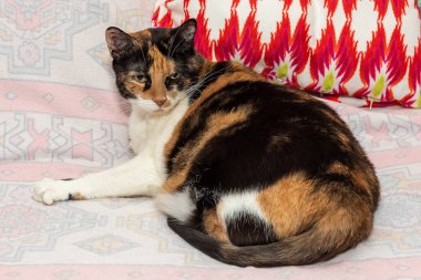 Üç Renkli Kedi. Evde yatakta yatan sevimli bir kedi. Şirin tüylü kedi. Konforlu ev.