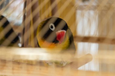 Evcil hayvan olarak papağan. Kafeste aynalı bir papağan. Kafesinde renkli tüyleri olan güzel bir muhabbet kuşu