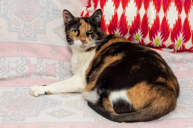 Üç Renkli Kedi. Evde yatakta yatan sevimli bir kedi. Şirin tüylü kedi. Konforlu ev.