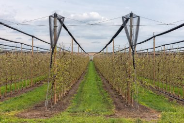 Büyük vantilatörlü bir tarımsal püskürtme makinesi olan traktör böcek ilacı yayıyor.