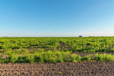 Kayısılı meyve bahçesi. Sırbistan 'da kayısı ağacı çiftliği
