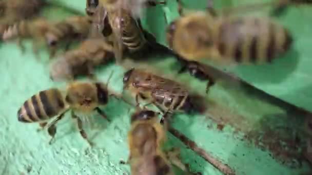 Svärm Bin Bin Går Kupan Ett Gäng Bin Vid Ingången — Stockvideo