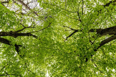 Ağacın taçından bak